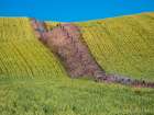 USA-Washington State-Winona winter wheat with fence line running through middle of field Art Print